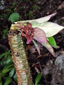 Euphorbia denisiana Guillaumin resmi