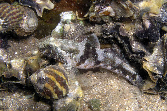 Image of Frayedfin goby