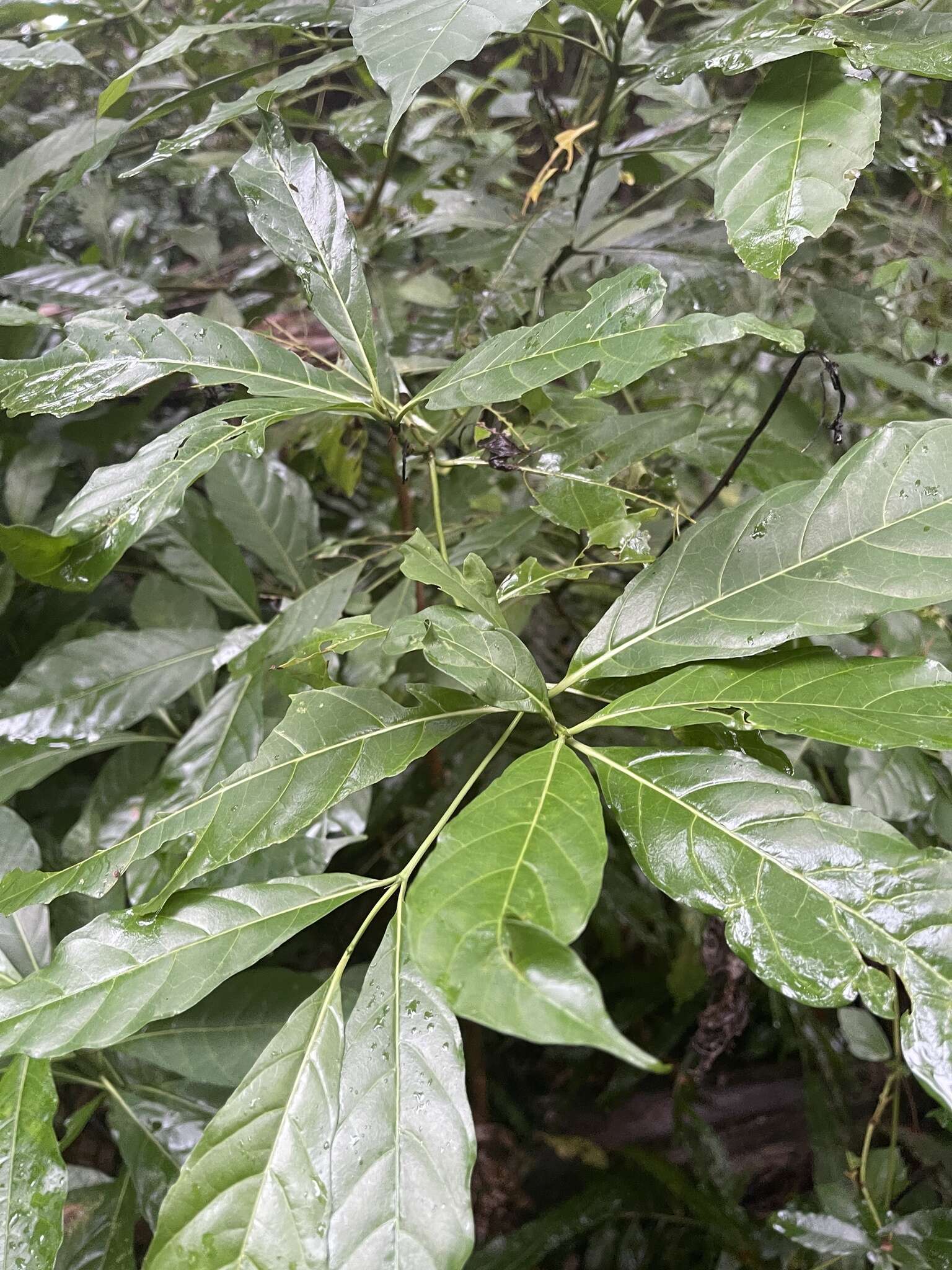 Image of Tarenna pavettoides subsp. pavettoides