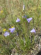 Imagem de Campanula alaskana (A. Gray) W. Wight ex J. P. Anderson