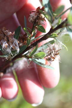 Salix pedicellaris Pursh的圖片