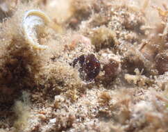 Image of Chelidonura alisonae Gosliner 2011