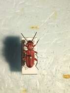 Image of Red Flat Bark Beetle