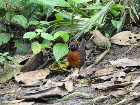 Image of Rufous-breasted Antthrush