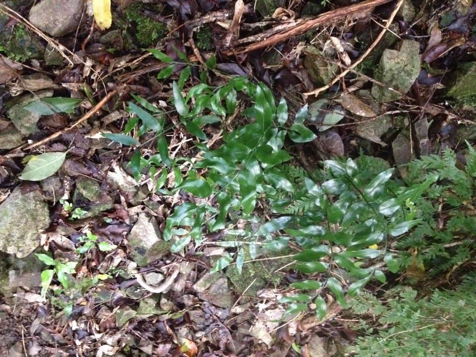 Image of Asplenium oblongifolium Col.