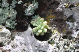 Image of Graptopetalum pachyphyllum Rose