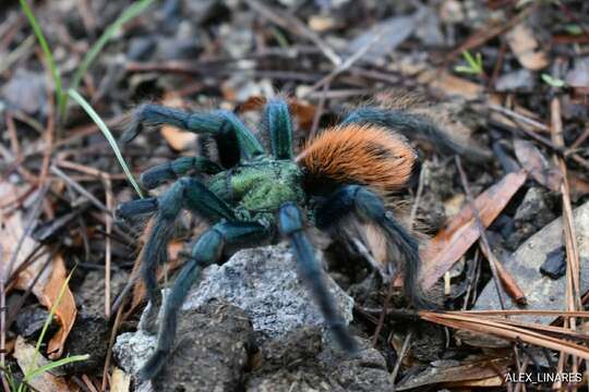 Image of Aphonopelma mooreae Smith 1995