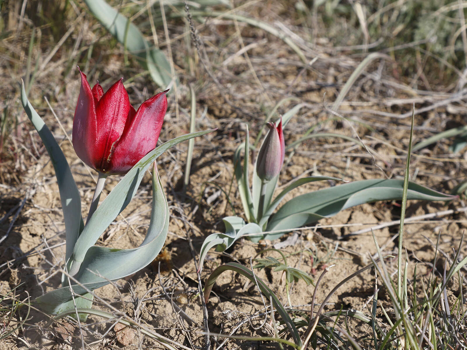 Image of Tulipa suaveolens Roth