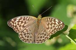 Image of Argynnis paphia valesina Esper 1800