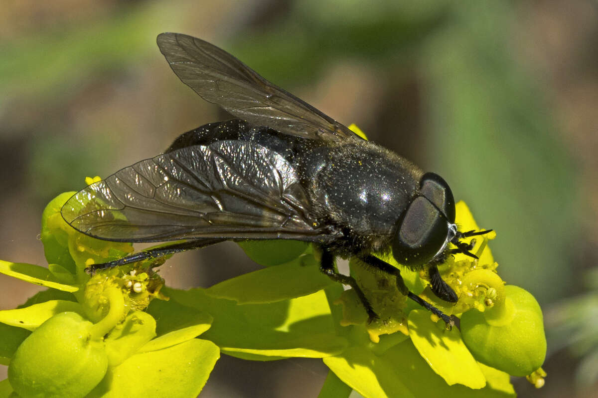 Image of Dasyrhamphis ater (Rossi 1790)