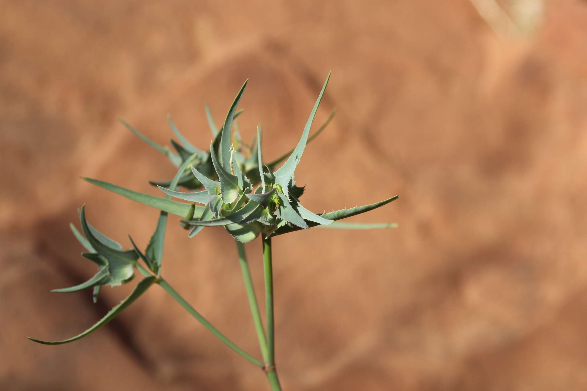 Euphorbia retusa Forssk. resmi