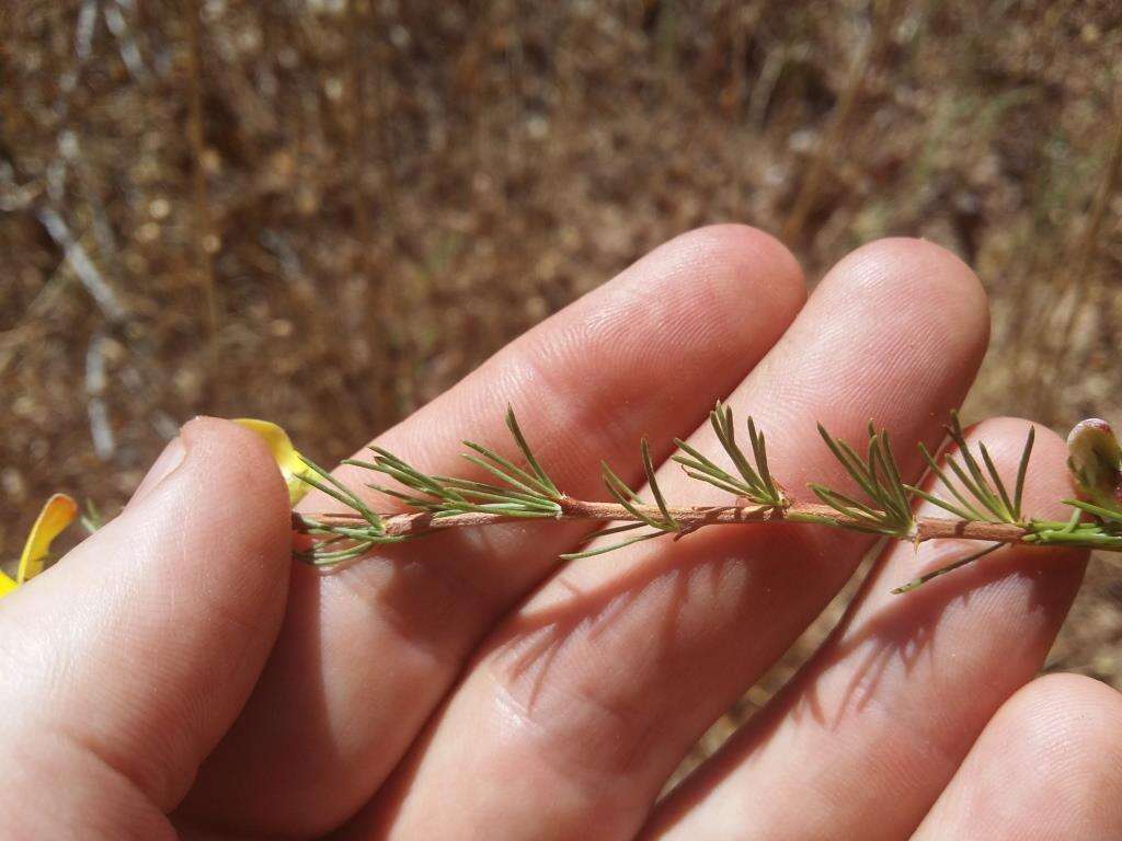 Image of Aspalathus uniflora L.