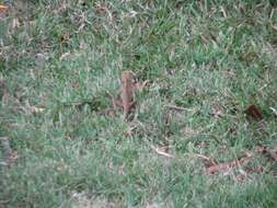 Image of Changeable lizard