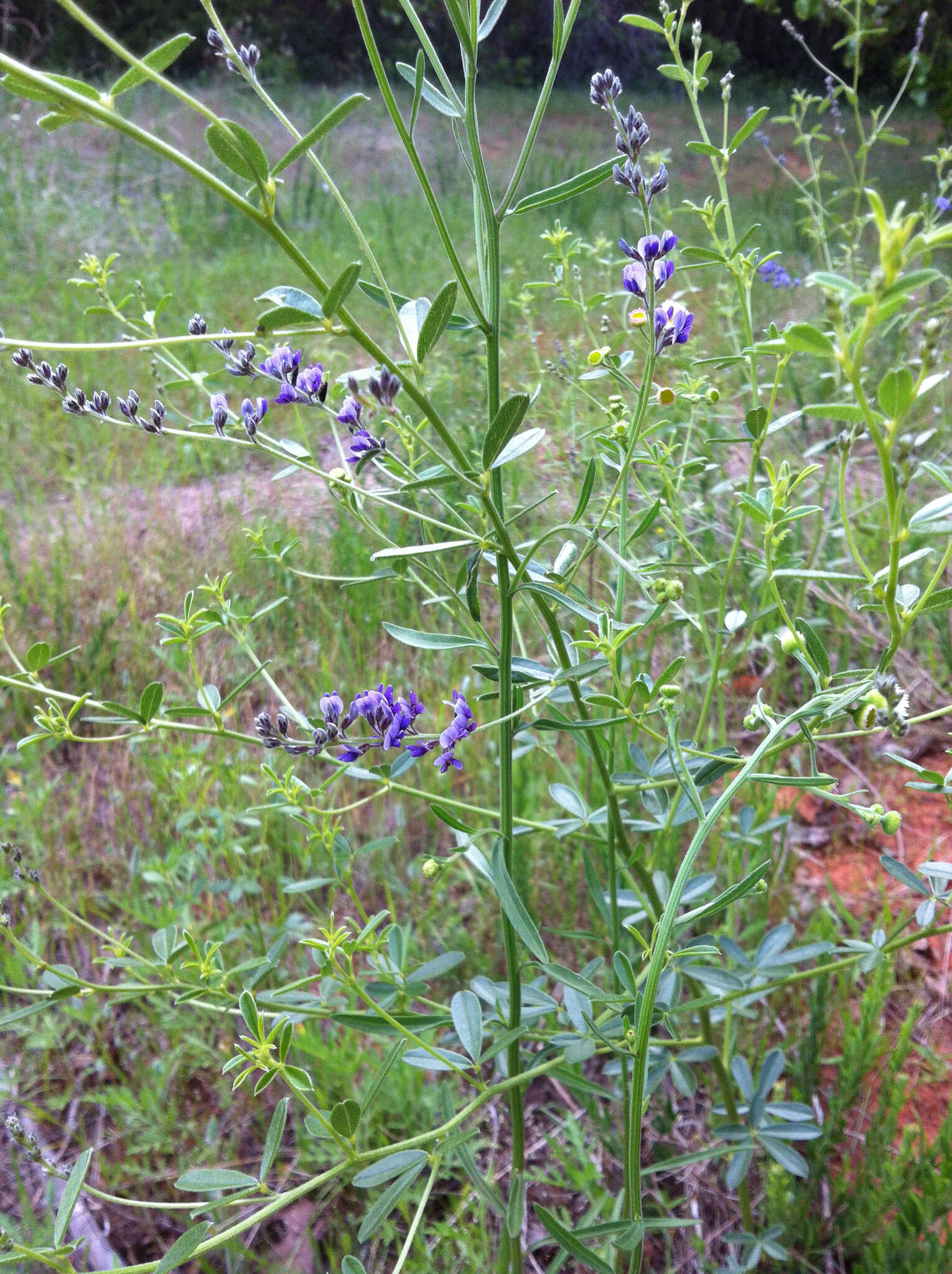 Image of <i>Pediomelum tenuiflorum</i>