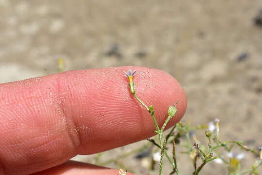 Image of sand gilia