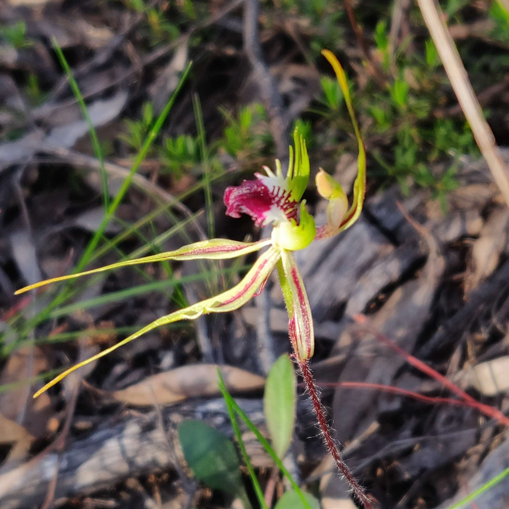 Image of Thin-clubbed mantis orchid