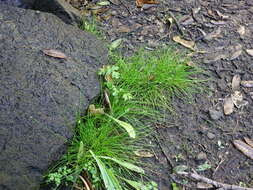 Image of Isolepis habra (Edgar) Soják