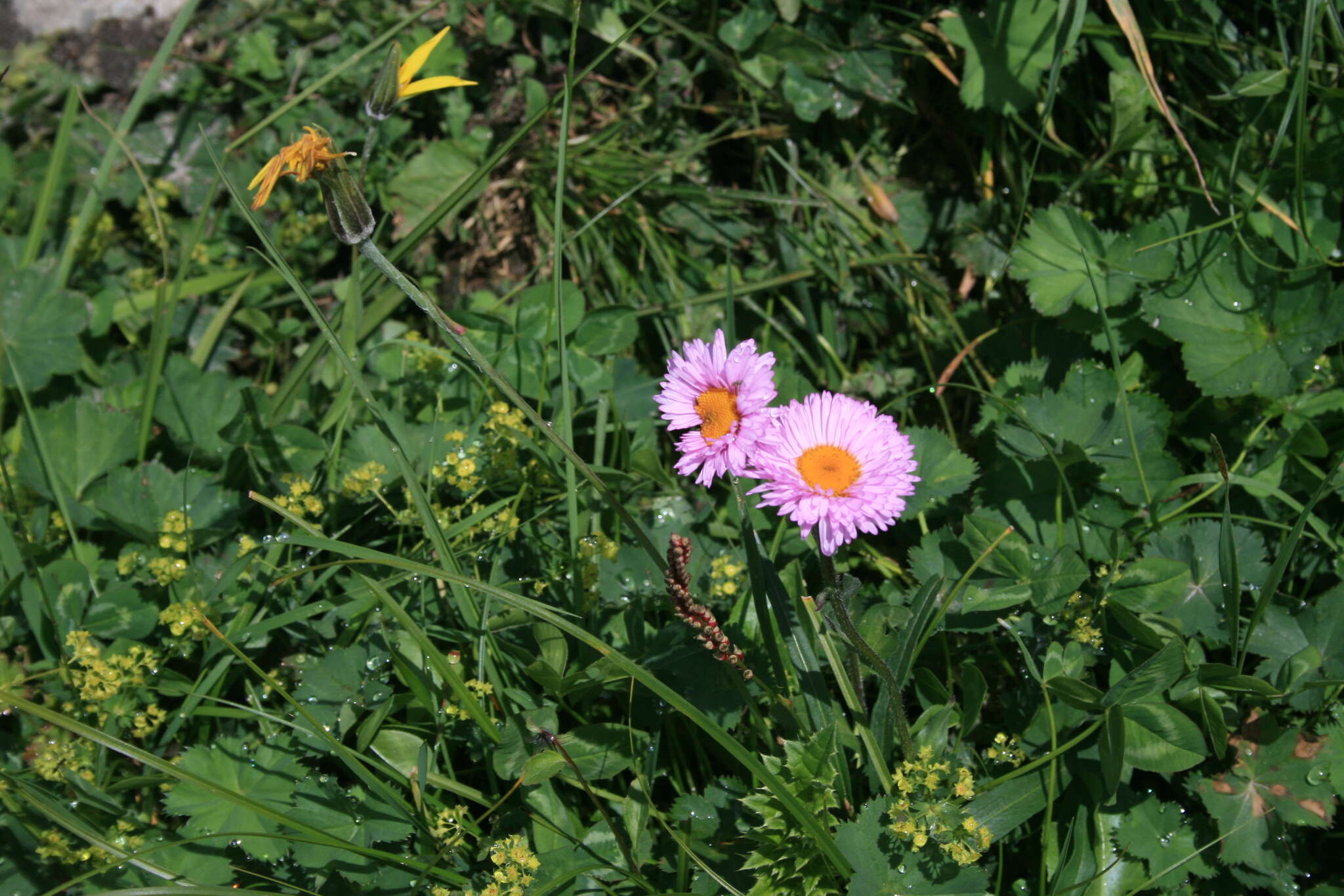 Image de Erigeron caucasicus subsp. venustus (Botsch.) Grierson