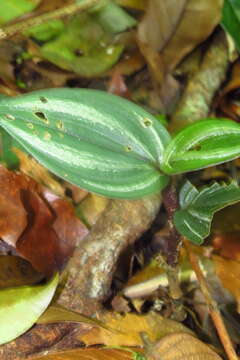 Image of Ragged-Lip Orchid