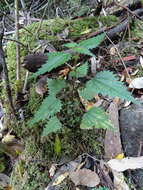 Image of Urtica incisa Poir.