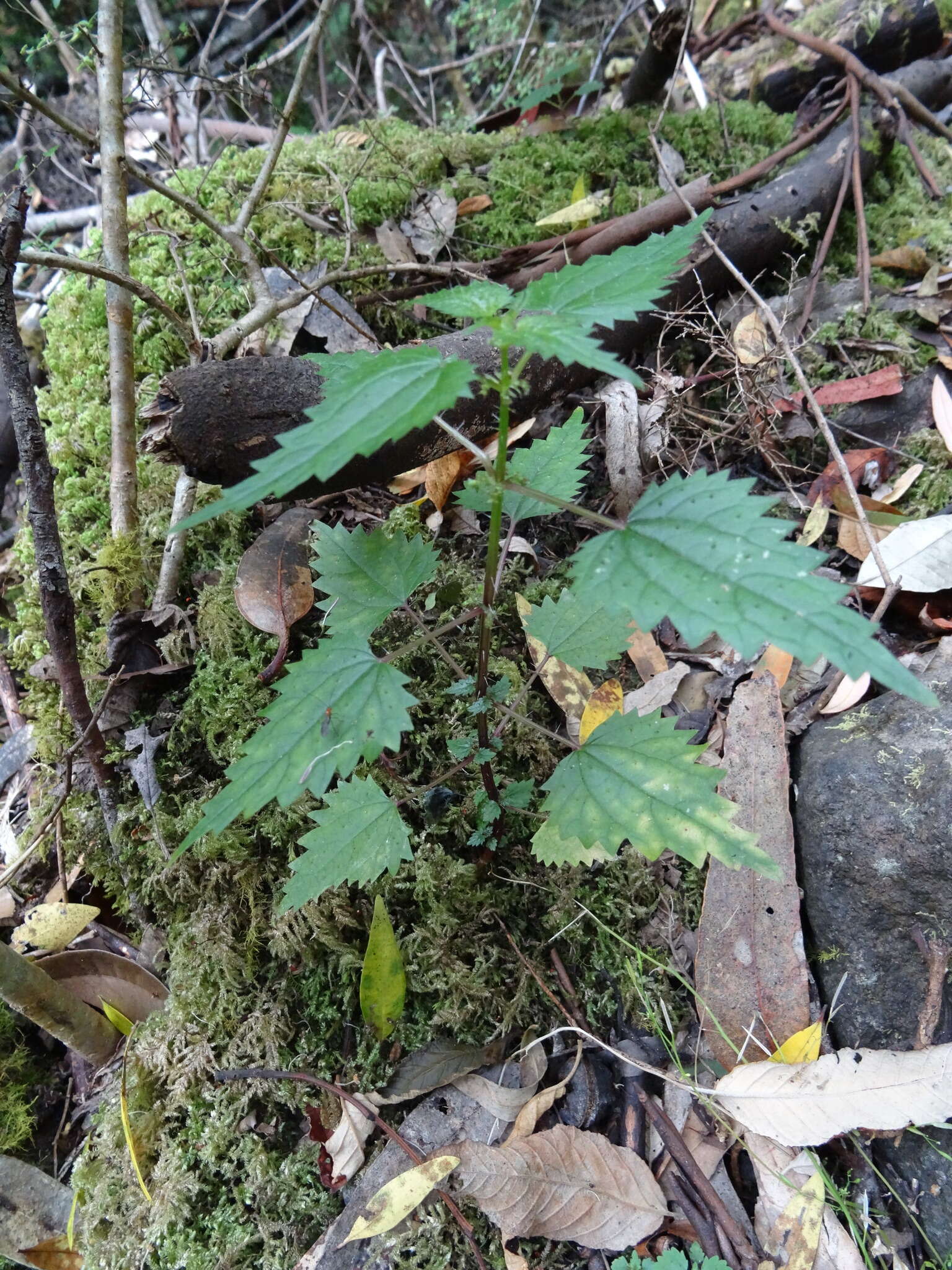 Image of Urtica incisa Poir.