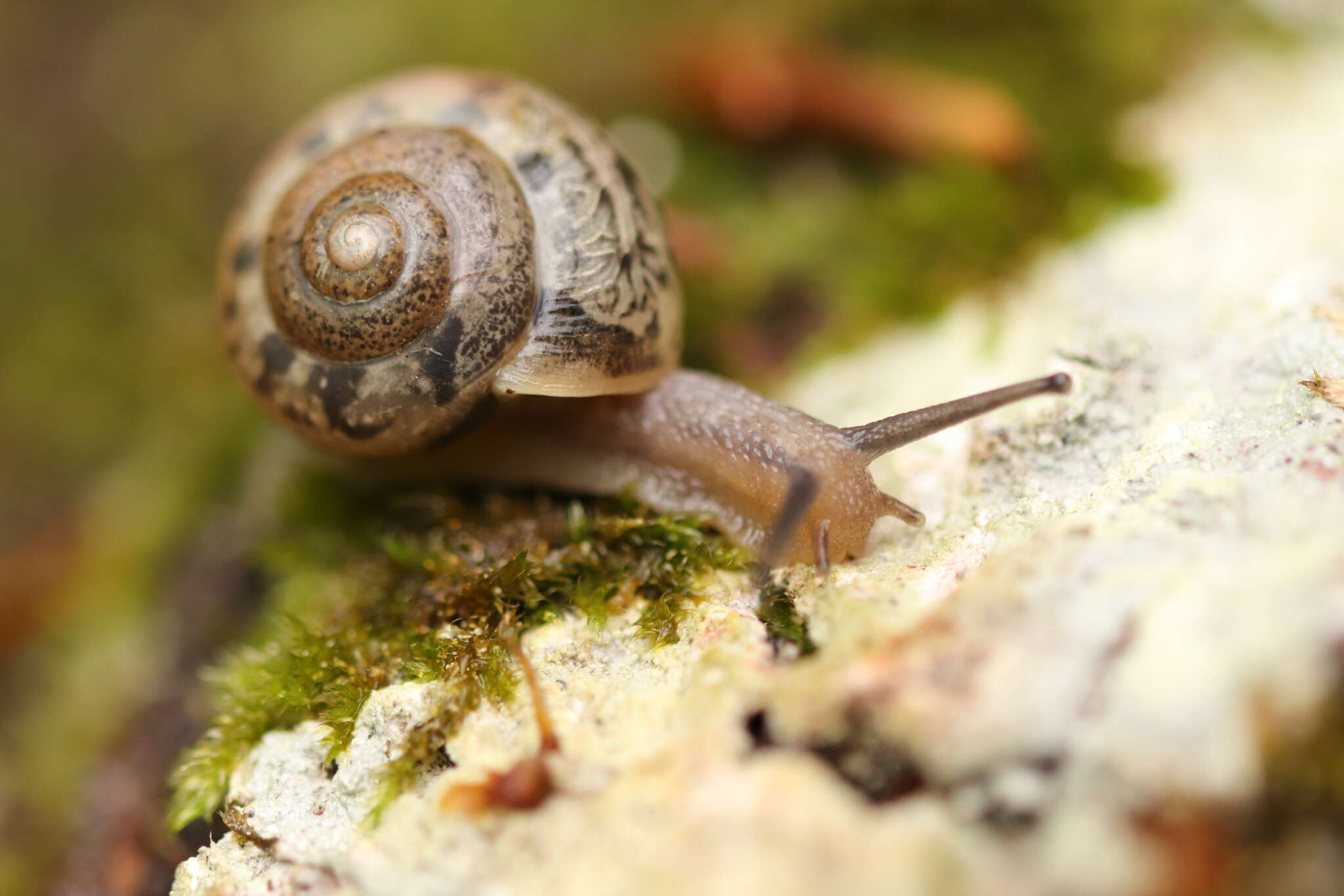 Imagem de Euomphalia Westerlund 1889