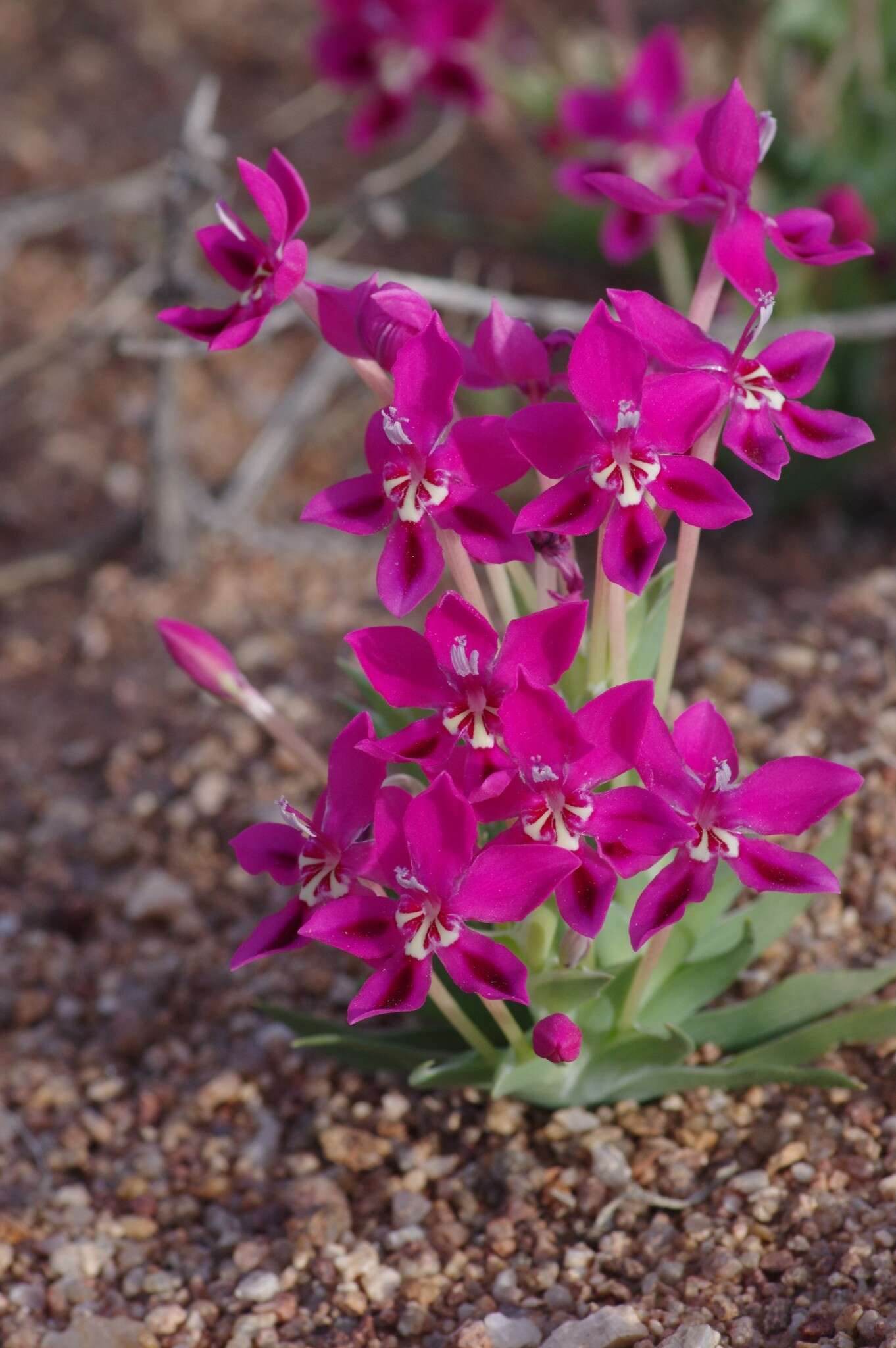 Image of Lapeirousia silenoides (Jacq.) Ker Gawl.