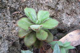 Image of Echeveria pulvinata var. leucotricha (J. A. Purpus) Kimnach