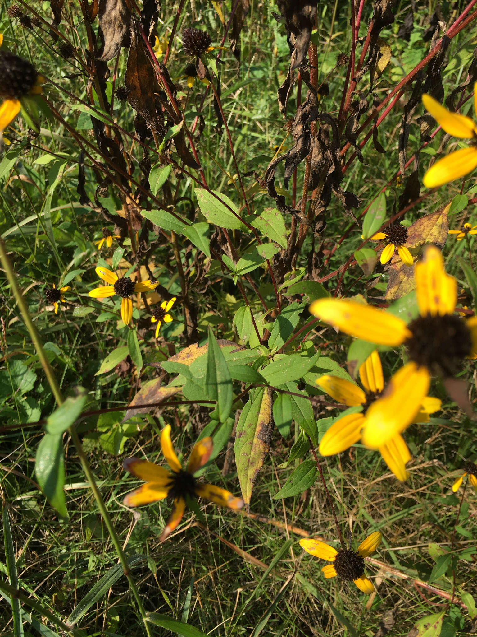 Image of browneyed Susan