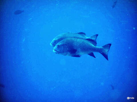 Image of Giant sweetlips