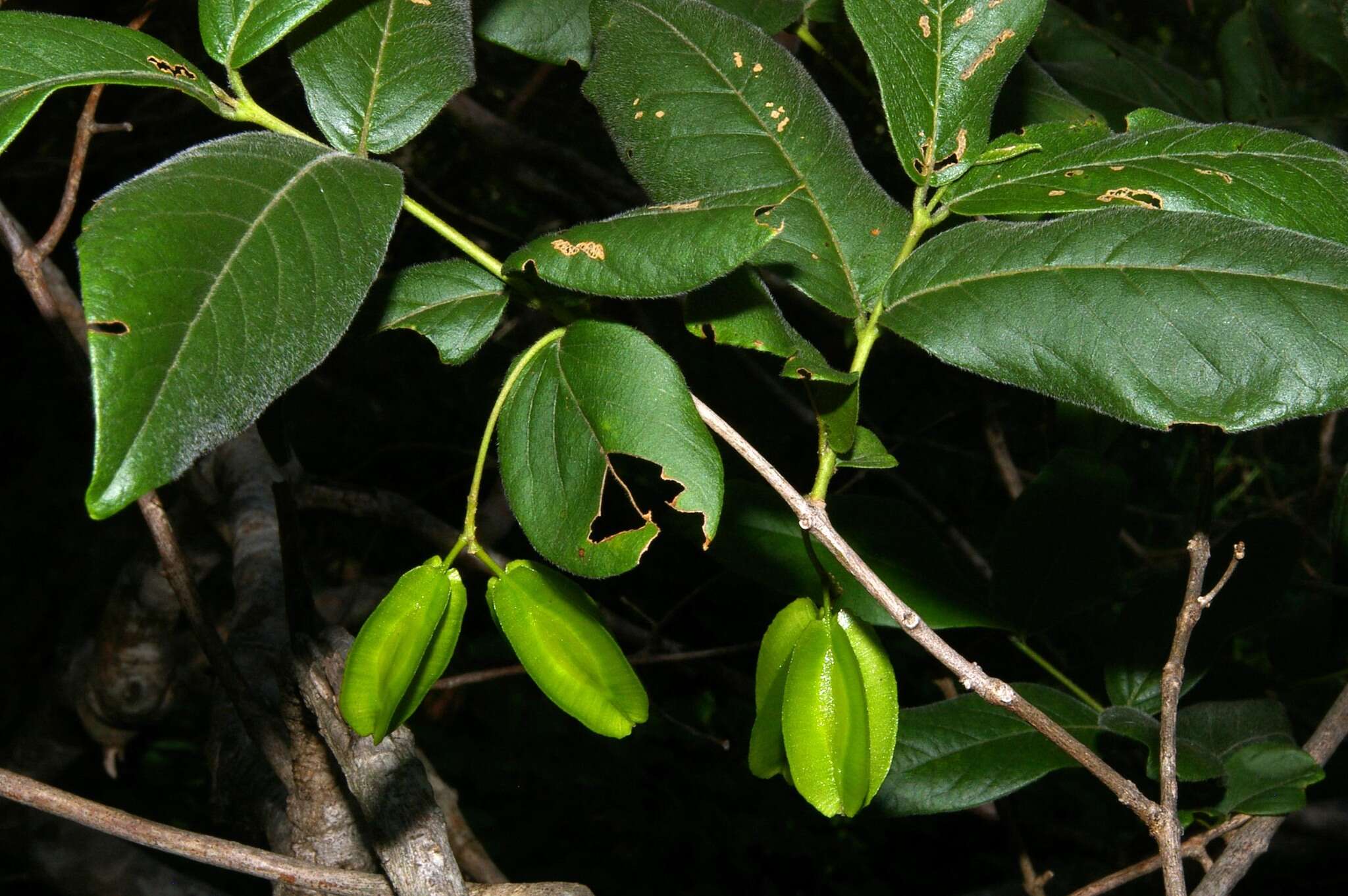 Image of Combretum woodii Dümmer