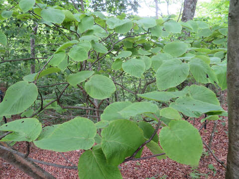 Imagem de Viburnum furcatum Bl. ex Hook. fil. & Thoms.