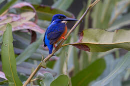 Image of Alcedo quadribrachys guentheri Sharpe 1892