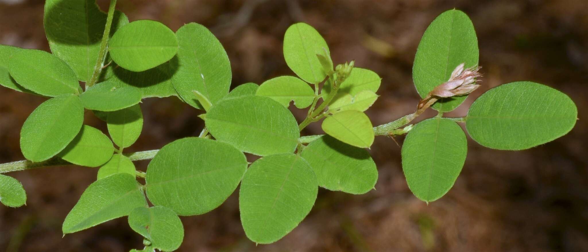 Image de Lespedeza repens (L.) W. P. C. Barton