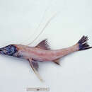Image of Feeler fish