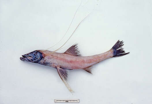 Image of Feeler fish