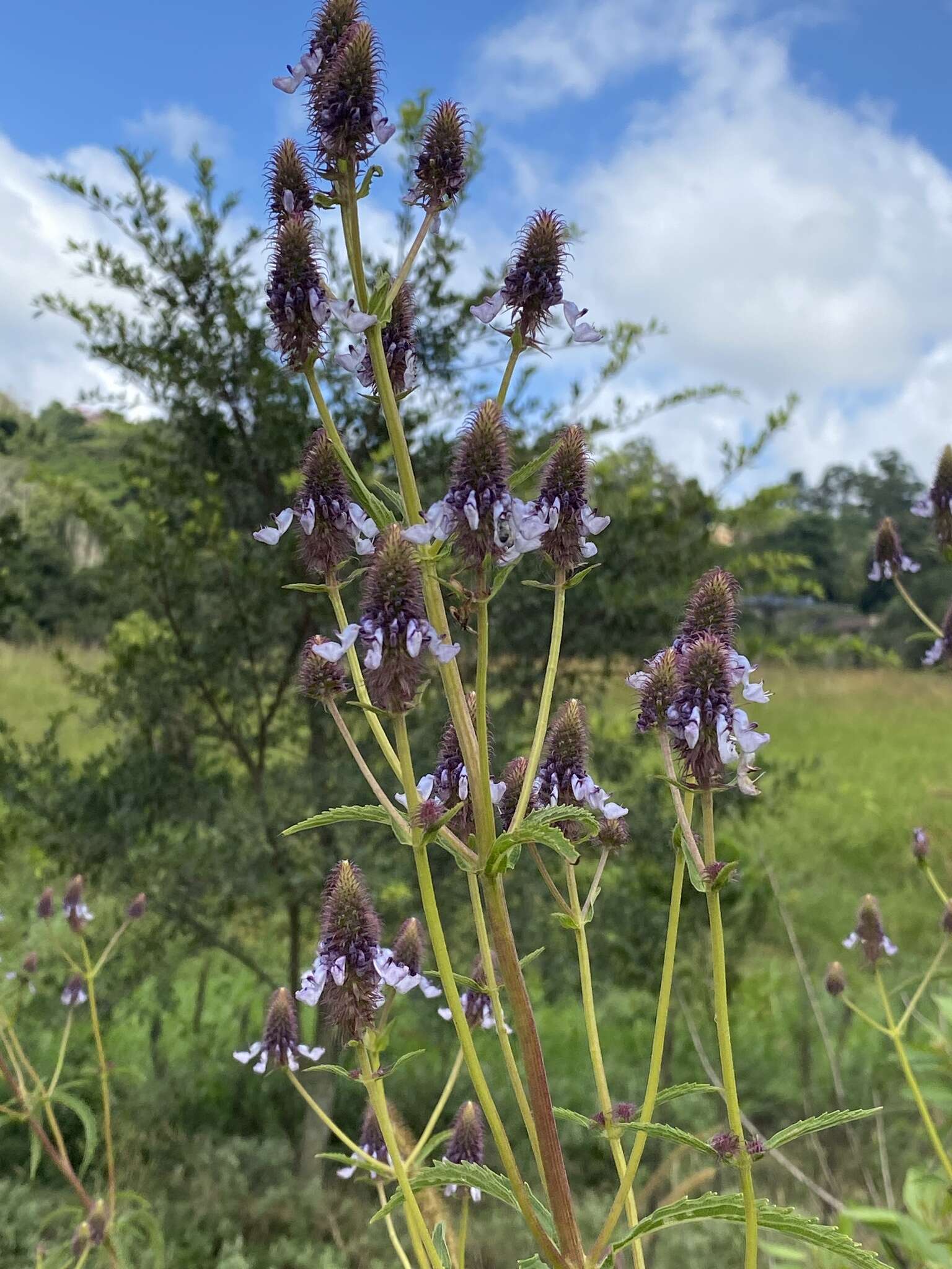 Image of <i>Coleus kirkii</i>