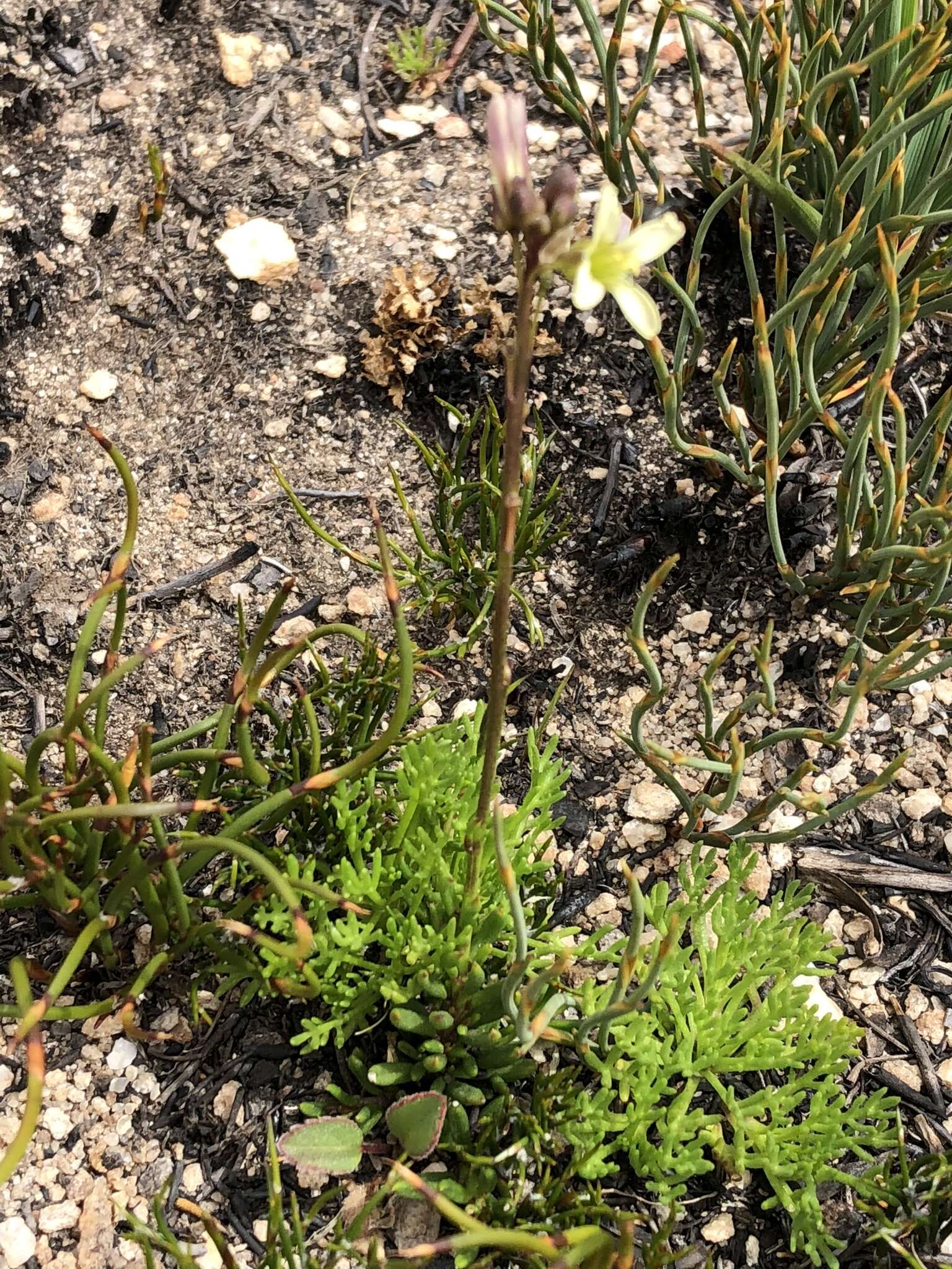 Слика од Heliophila elongata (Thunb.) DC.