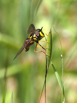 Chrysotoxum triarcuatum Macquart 1839 resmi