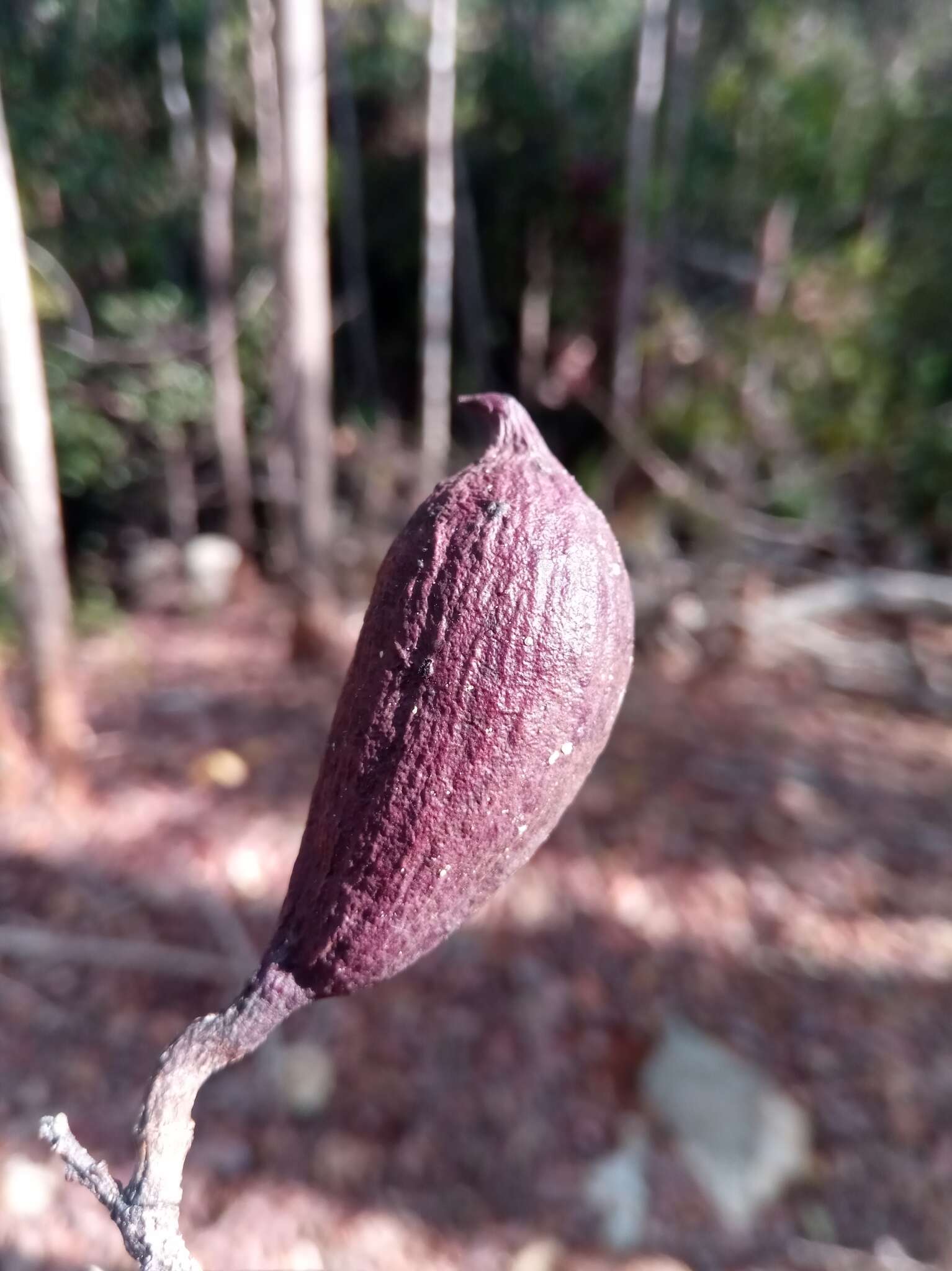 Image of Dupuya madagascariensis