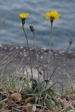 Image of Leontodon tenuiflorus (Gaudin) Rchb.