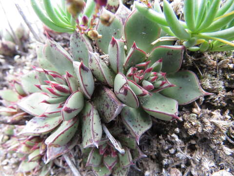 Image of Echeveria longissima Walther