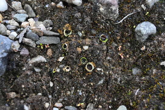 Image of chocolate chip lichen