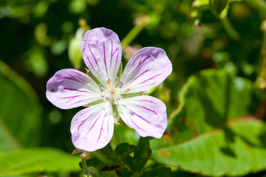 Image of Geranium hayatanum Ohwi