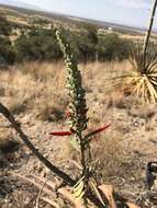 Sivun Erythrina flabelliformis Kearney kuva