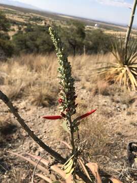 Imagem de Erythrina flabelliformis Kearney