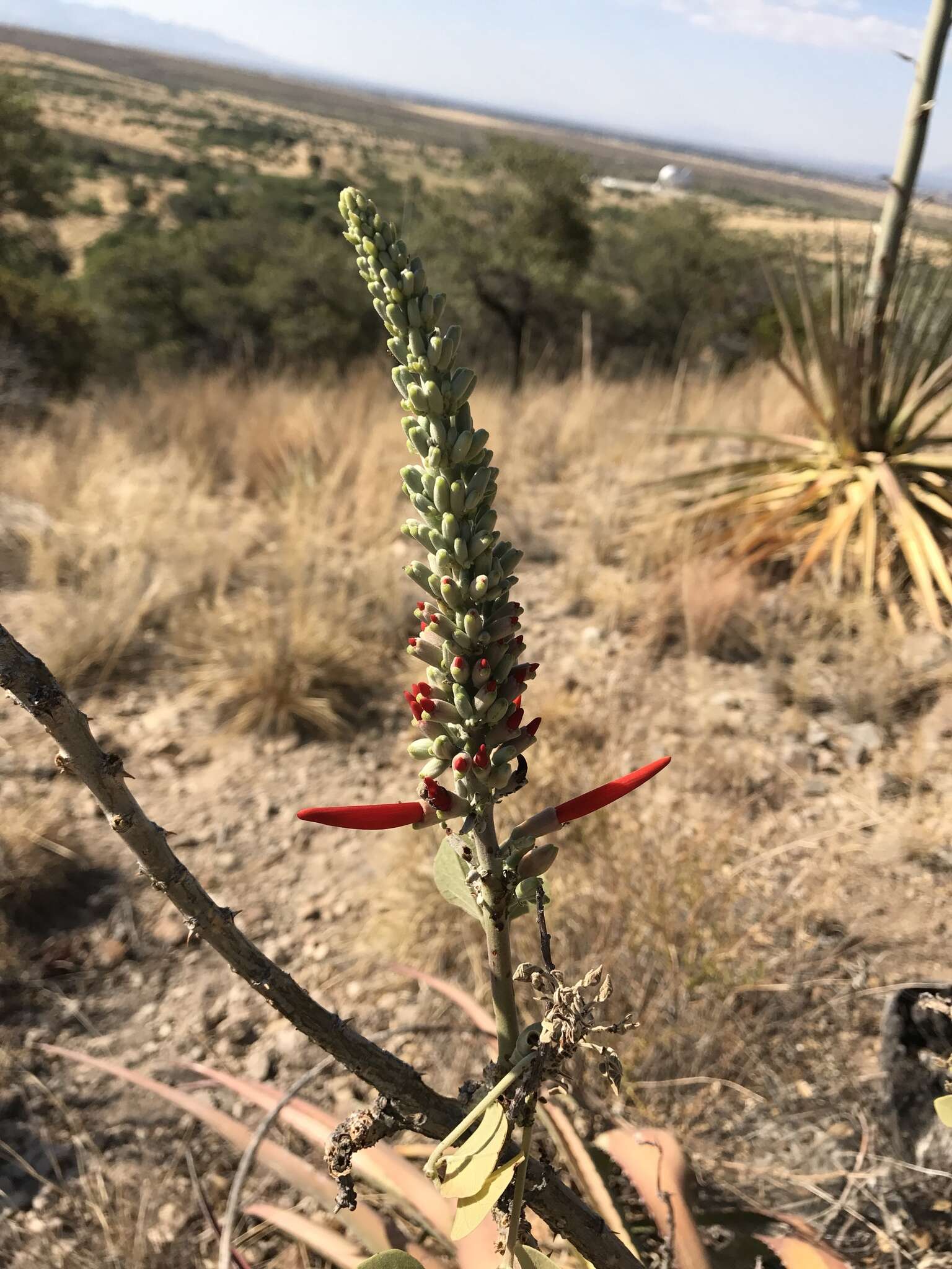 Слика од Erythrina flabelliformis Kearney