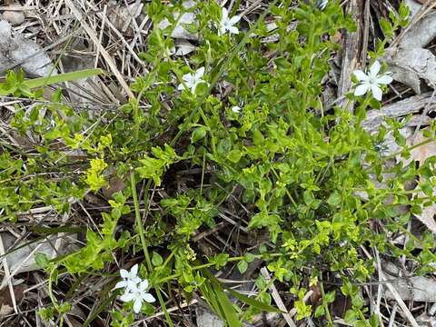 Image of Orianthera serpyllifolia (R. Br.) C. S. P. Foster & B. J. Conn