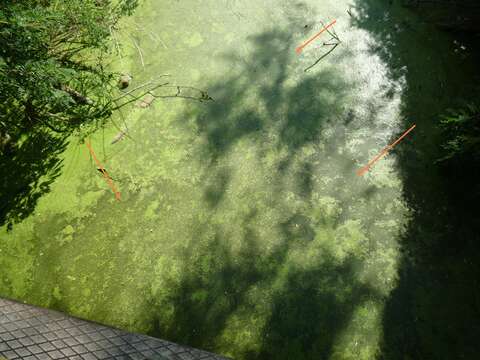 Image of Rootless Duckweed