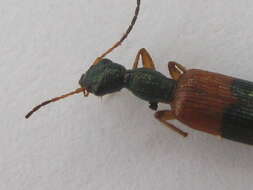 Archicolliuris fasciata (La Ferté-Sénectère 1849) resmi